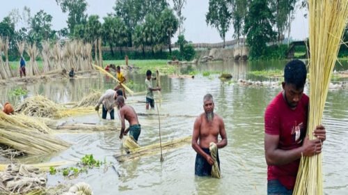 পাটের বাম্পার ফলন ও ন্যায্য দামে হাসি ফুটেছে কৃষকের মুখে