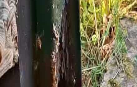 অফিসে মৌমাছির বিশাল বাসা: প্রকৃতির সাথে অদ্ভুত সহাবস্থানে এক নারী