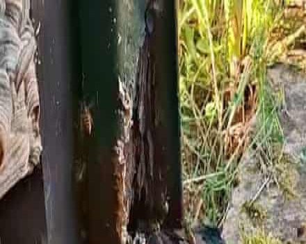 অফিসে মৌমাছির বিশাল বাসা: প্রকৃতির সাথে অদ্ভুত সহাবস্থানে এক নারী