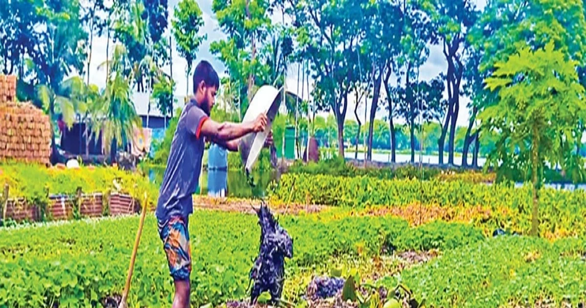 ফরিদগঞ্জে কচুরিপানার ভাসমান বেডে সবজি চাষে কৃষকের সাফল্য