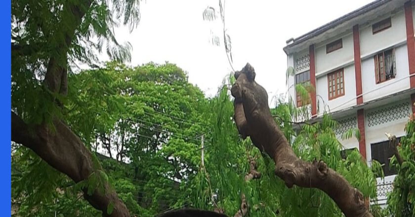 রাবির ক্যাম্পাসে ভেঙে পড়ল স্মৃতির সাক্ষী ঐতিহাসিক কৃষ্ণচূড়া গাছ
