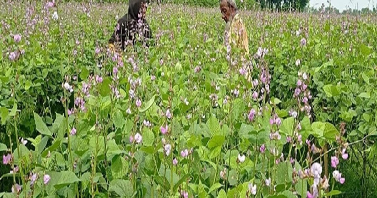 আটঘরিয়ায় সার সংকট ও বৈরী আবহাওয়ায় শিম চাষে লোকসানের শঙ্কা