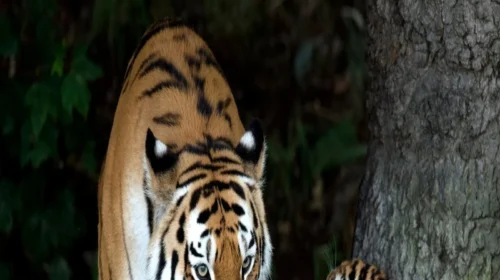 ইংল্যান্ডের বন্যপ্রাণী পার্কে বাঘের এনক্লোজারে ঢুকে আক্রান্ত এক ব্যক্তি