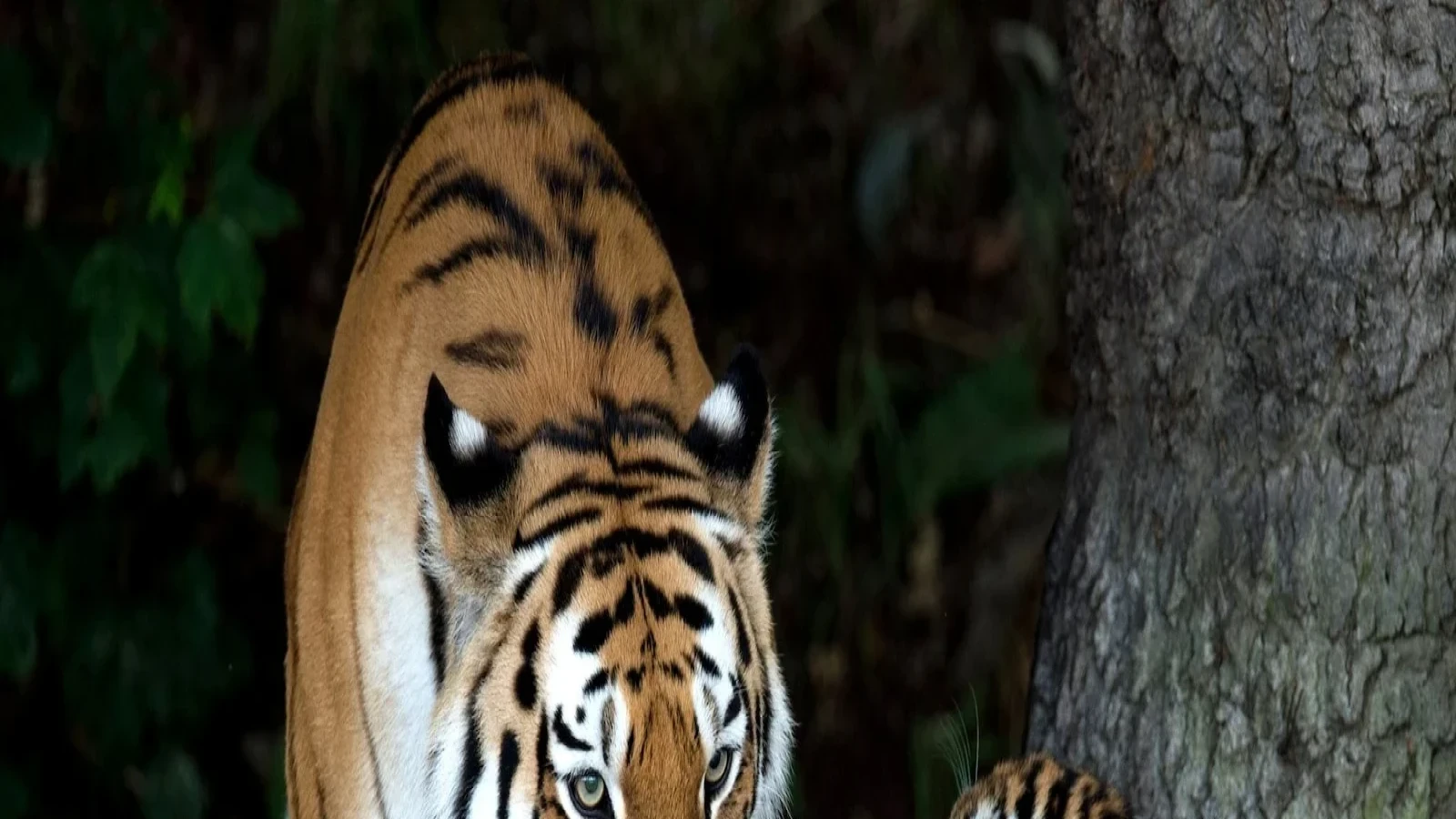 ইংল্যান্ডের বন্যপ্রাণী পার্কে বাঘের এনক্লোজারে ঢুকে আক্রান্ত এক ব্যক্তি