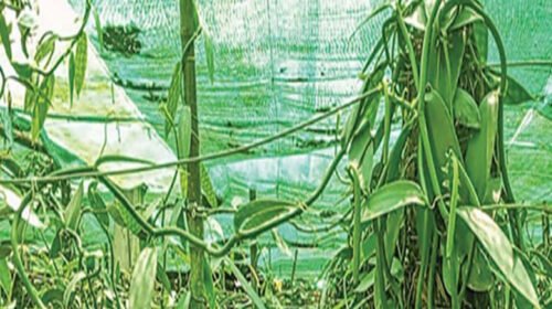 চুয়াডাঙ্গায় ভ্যানিলা চাষে সফল হুমায়ুন কবীর