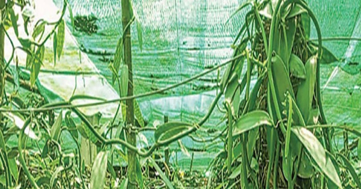 চুয়াডাঙ্গায় ভ্যানিলা চাষে সফল হুমায়ুন কবীর