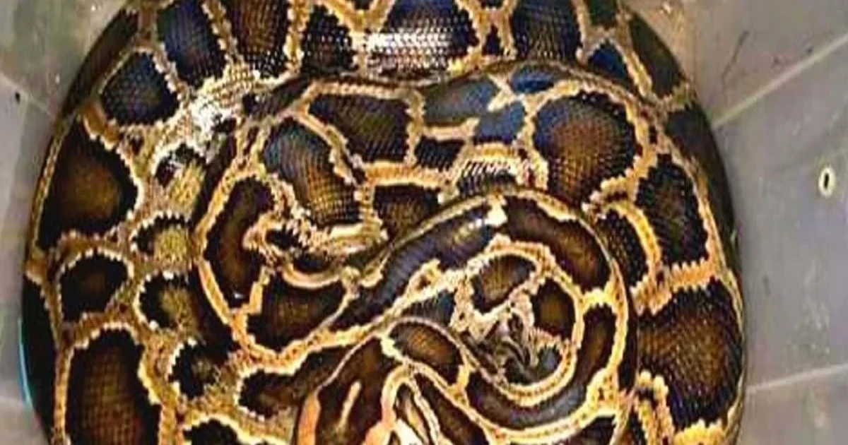 শ্রীমঙ্গলে মহাসড়কের পাশ থেকে অজগর উদ্ধার